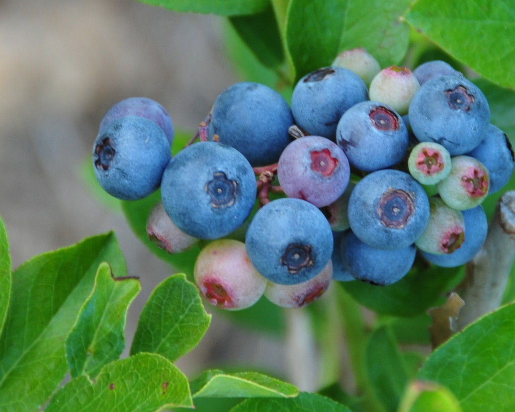 Blueberries