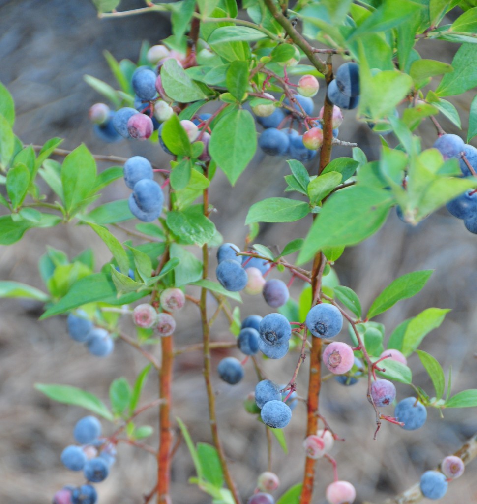 Blueberries
