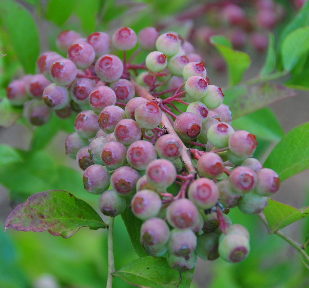 New berries