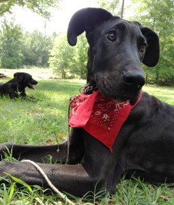 Great Dane with Megaesophagus