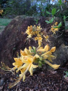Native Azaleas found in Georgia