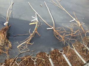 bare root