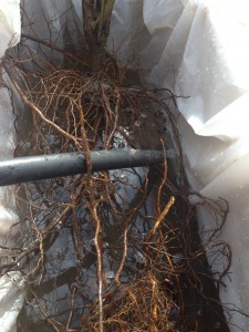 root box
