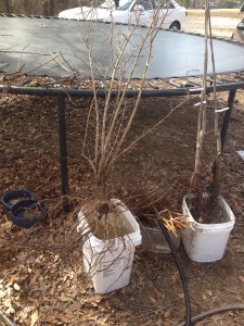 saplings