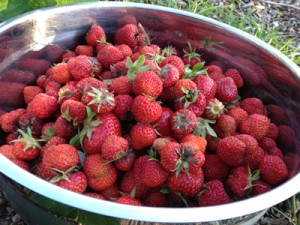 Bowl of Strawberries