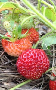 Heirloom Strawberry