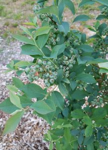 Blueberries 2016