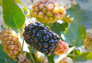 Blackberry 2016