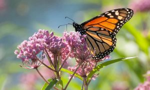 Monarch