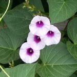 Sweet Potato Blossoms