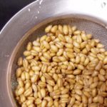 Wheat Day Two