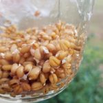 Wheat Day Three