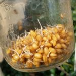 Wheat Day Four