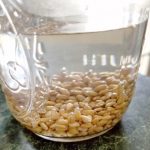 Wheat Day One