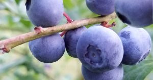 Plump berries