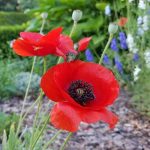 Poppies