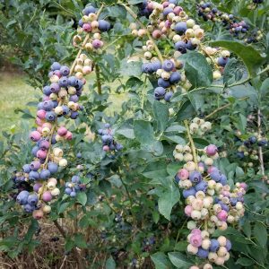 Berries