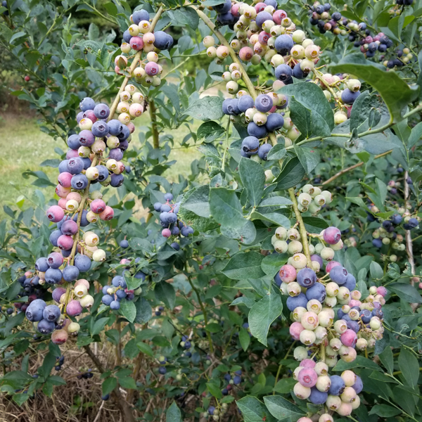 Berries
