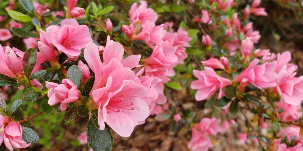 Azalea2019