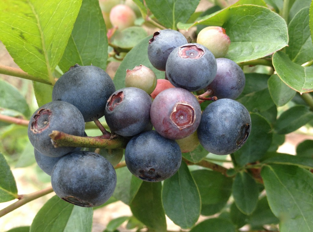 Blueberries Close Up