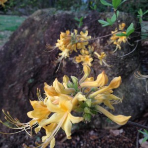 Native Azalea