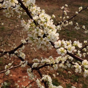 plum blossoms