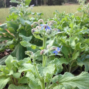 Borage