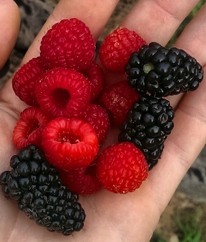 a handful of berries