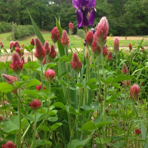 Spring Clover