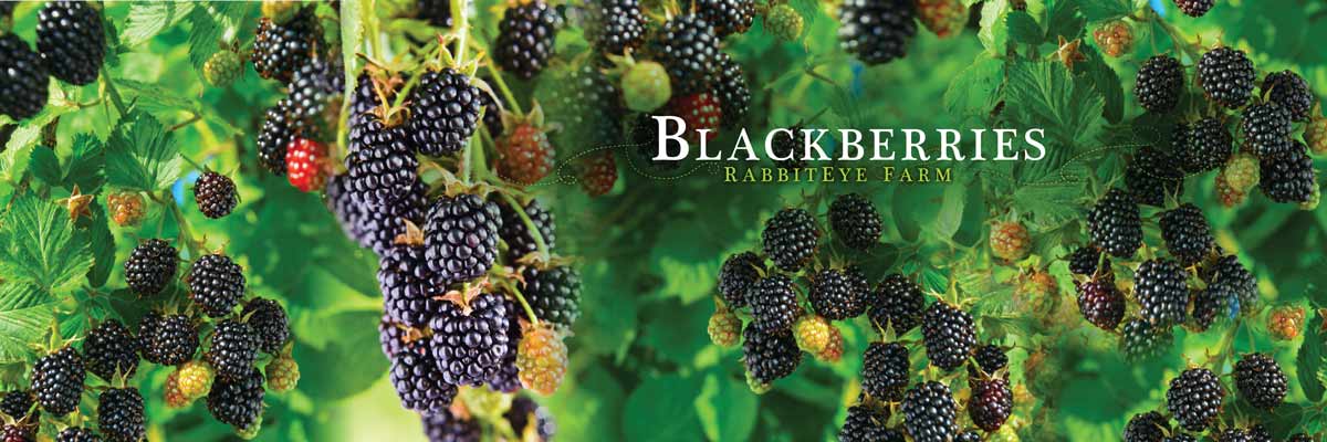 Blackberries