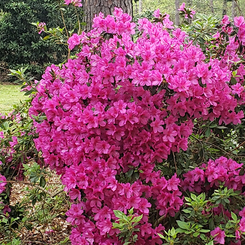 Purple Azalea