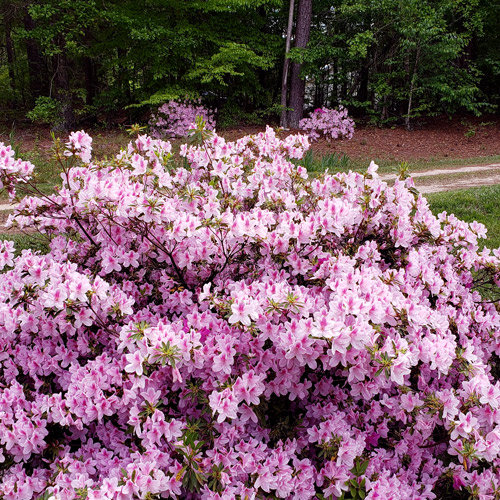 Azalea 2021