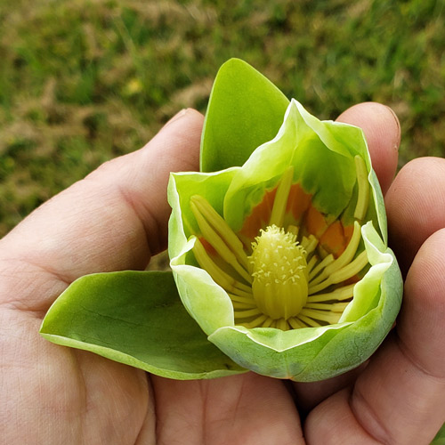 Tulip Poplar