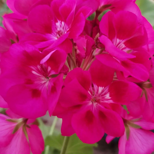 Geranium