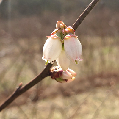 Blueberry blossoms 2023