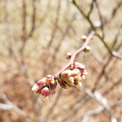 Blueberry buds 2023