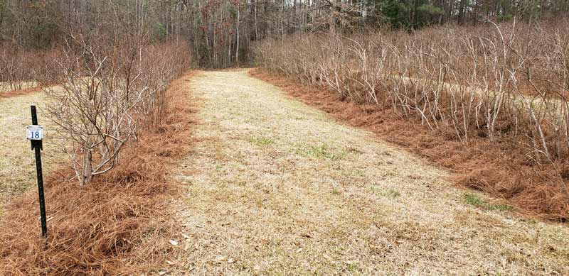 2023 pine straw